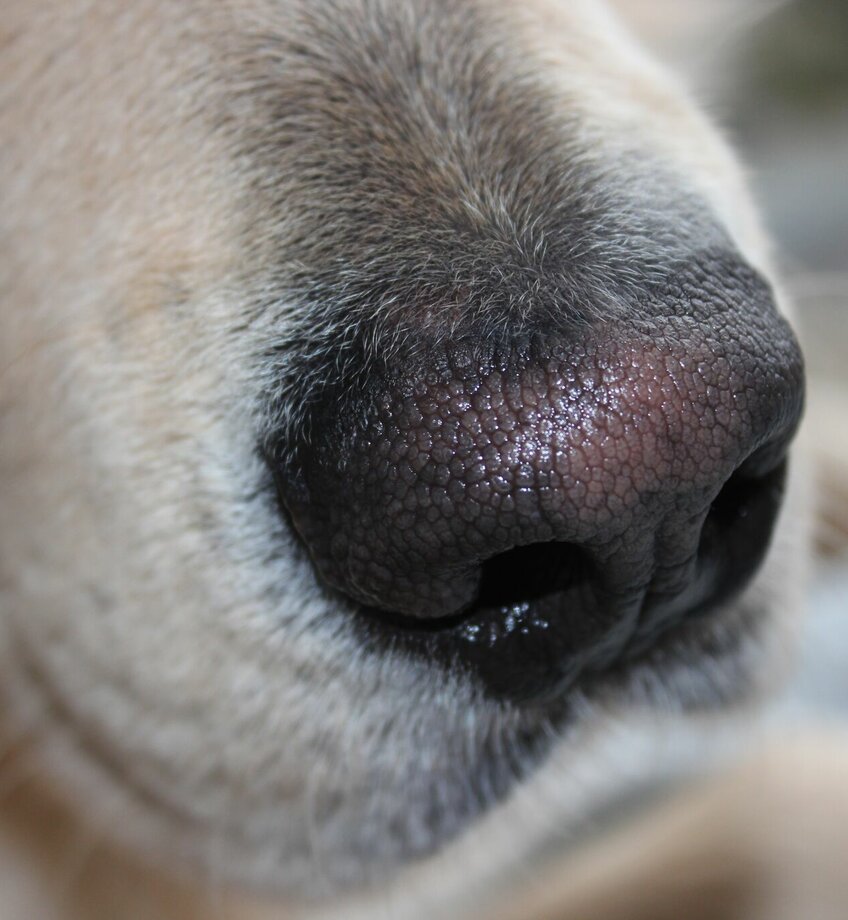 Close-up hondenneus