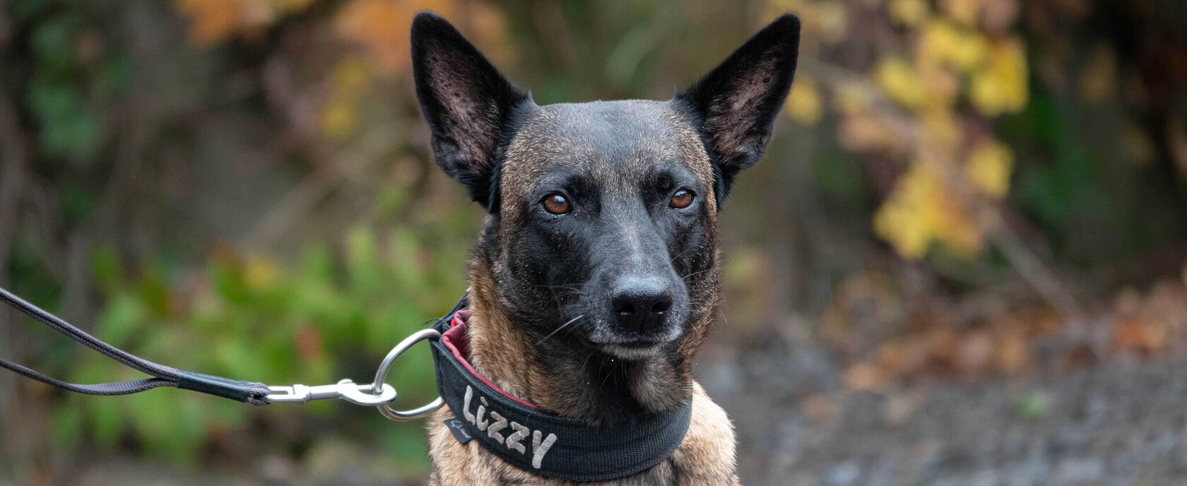 Detectiehond Lizzie AVP