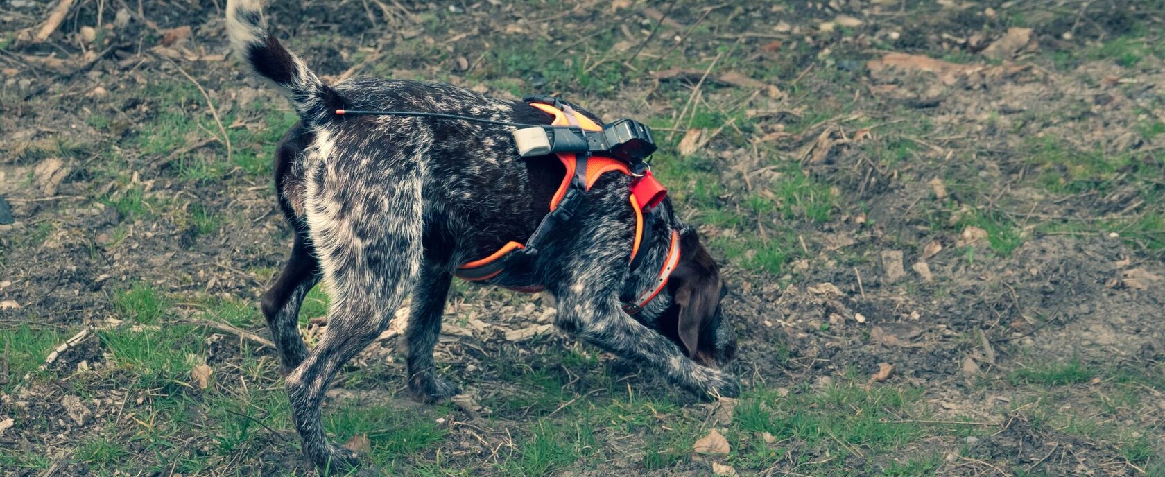 AVP detectiehond van Patrick d'Artois