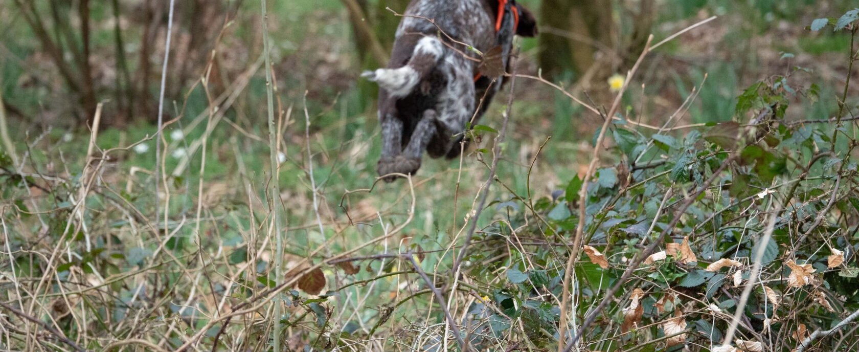Detectiehond boven bramen