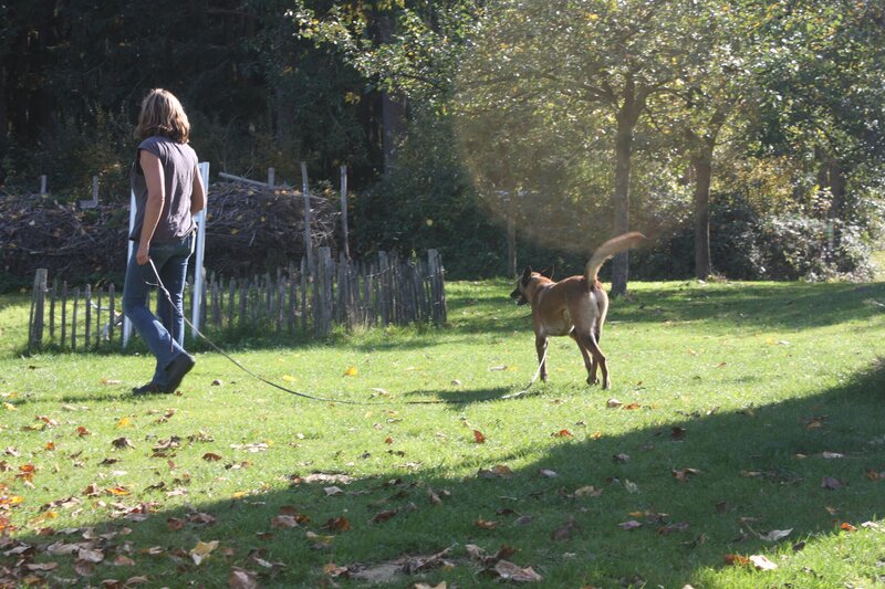 Zoekdieren Vrouw met zoekhond