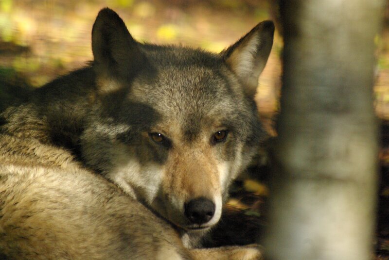 Wolf La Roche en Ardenne